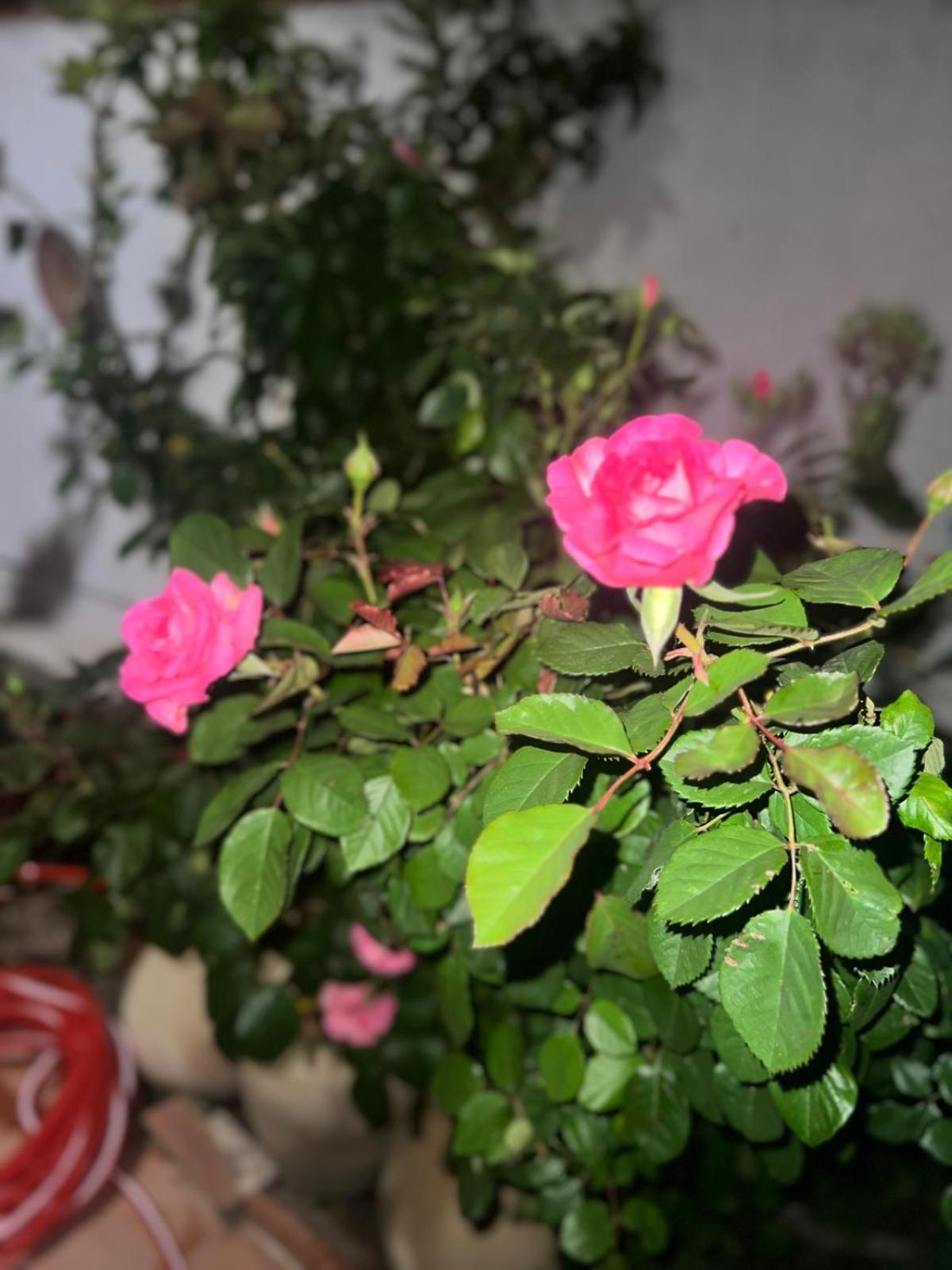 Hotel Rosa Dei Venti Cagliari Esterno foto